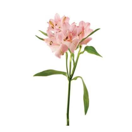 Alstromeria - Pink