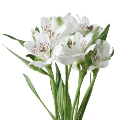 Alstromeria - White