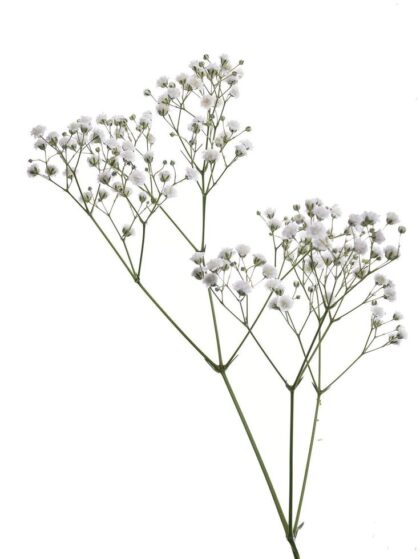 Baby Breath - White