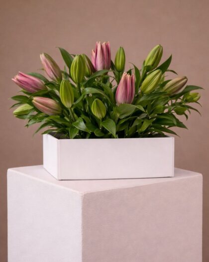 Blooming Lillies