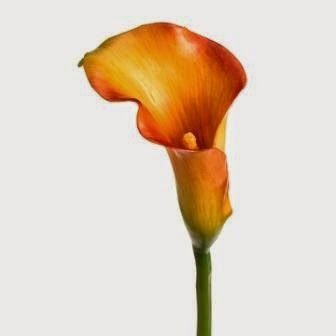 Calla Lillies - Orange