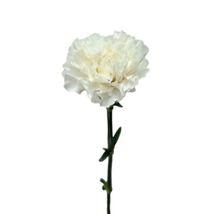 Carnations - White