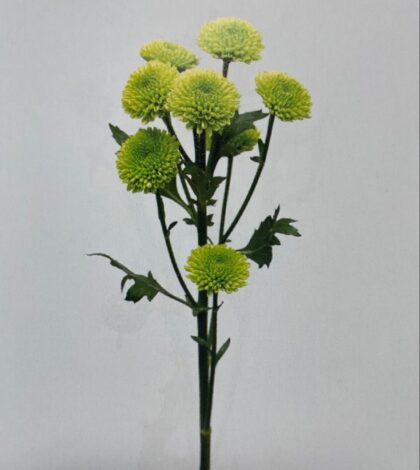Chrysanthemum - Green