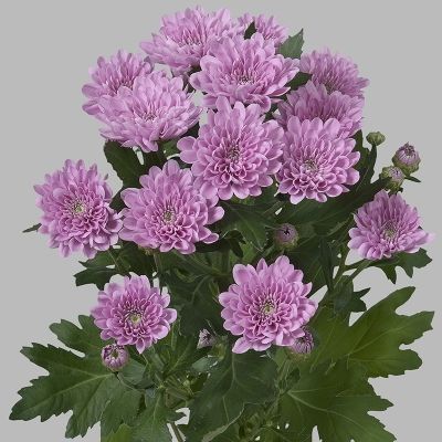 Chrysanthemum - Purple