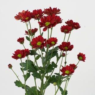 Chrysanthemum - Red
