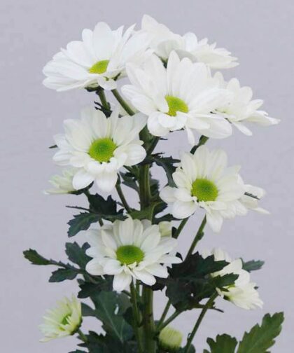 Chrysanthemum - White