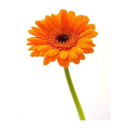 Gerbera - Orange