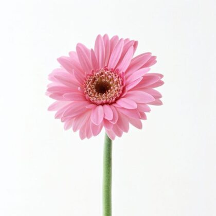 Gerbera - Pink