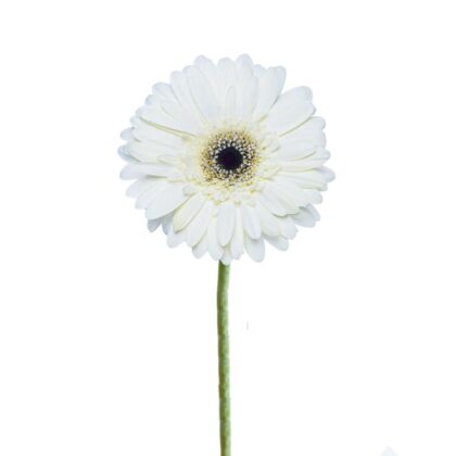 Gerbera - White