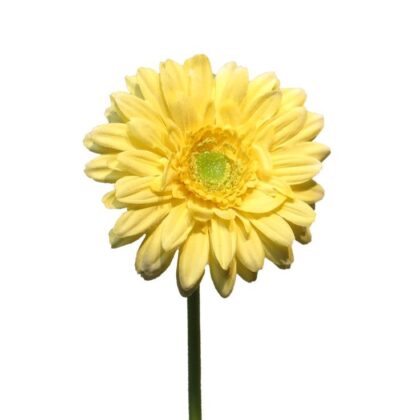 Gerbera - Yellow