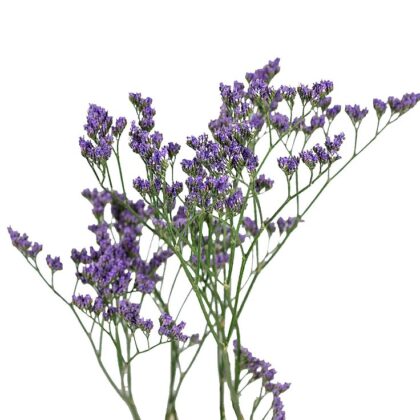 Limonium - Purple
