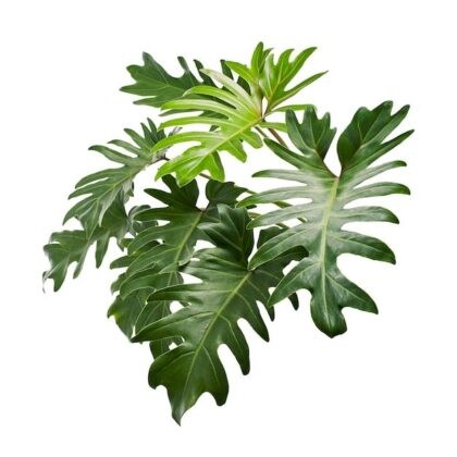 Philodendron - Green