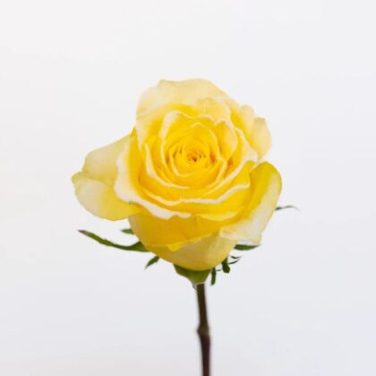 Rose - Yellow