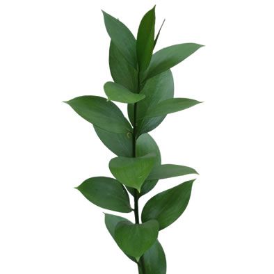 Ruscus - Green
