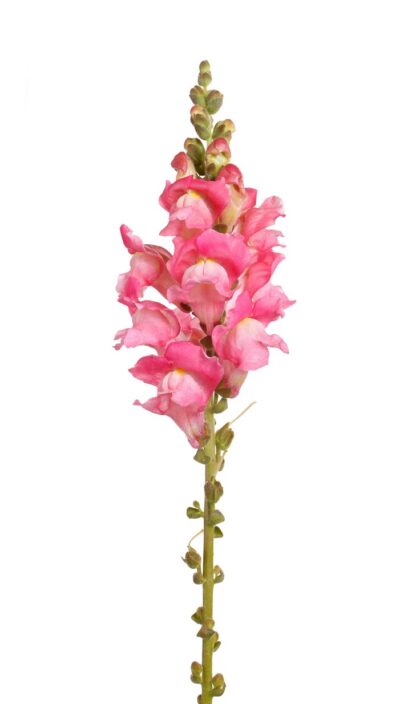 Snapdragon - Pink