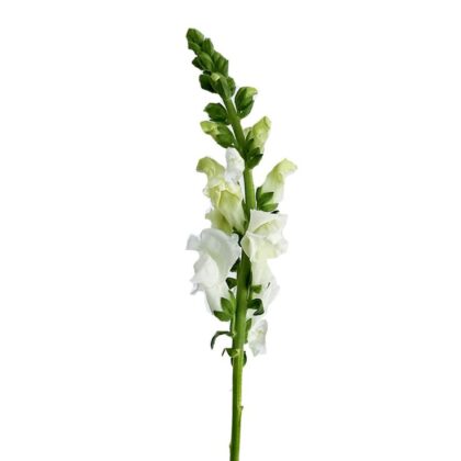 Snapdragon - White