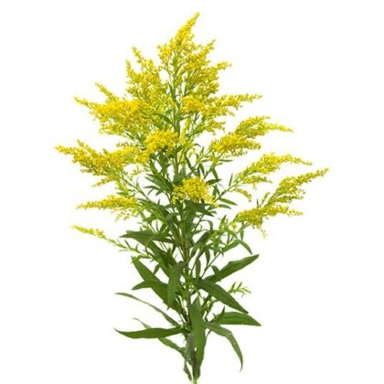 Solidago - Green/Yellow