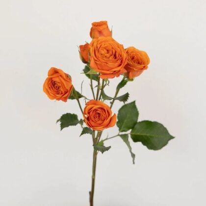 Spray Roses - Orange