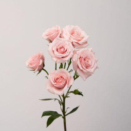Spray Roses - Pink