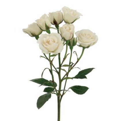 Spray Roses - White